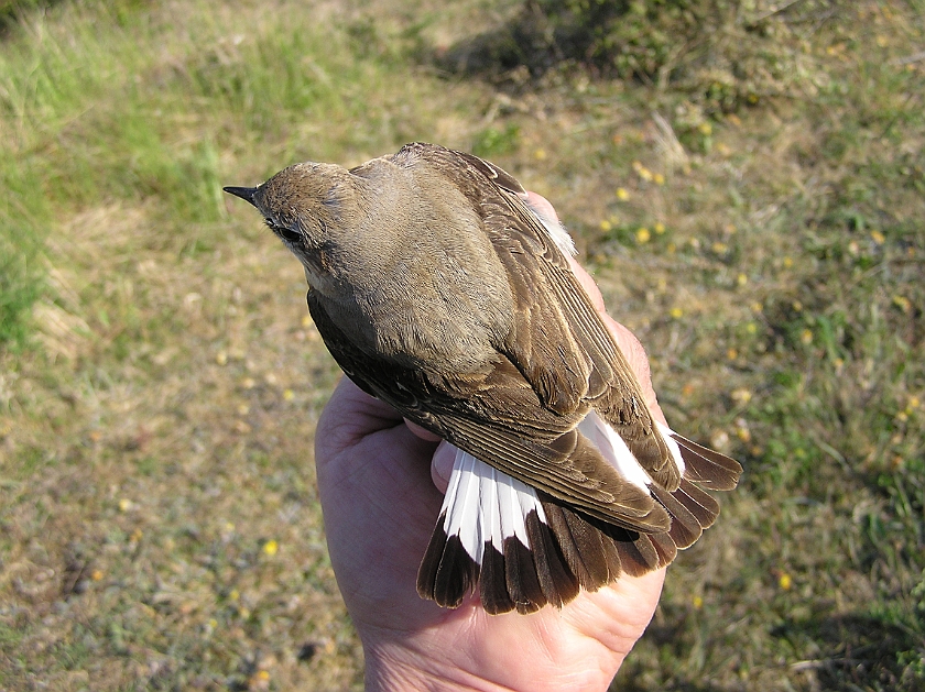 Northern Wheatear, Sundre 20110606